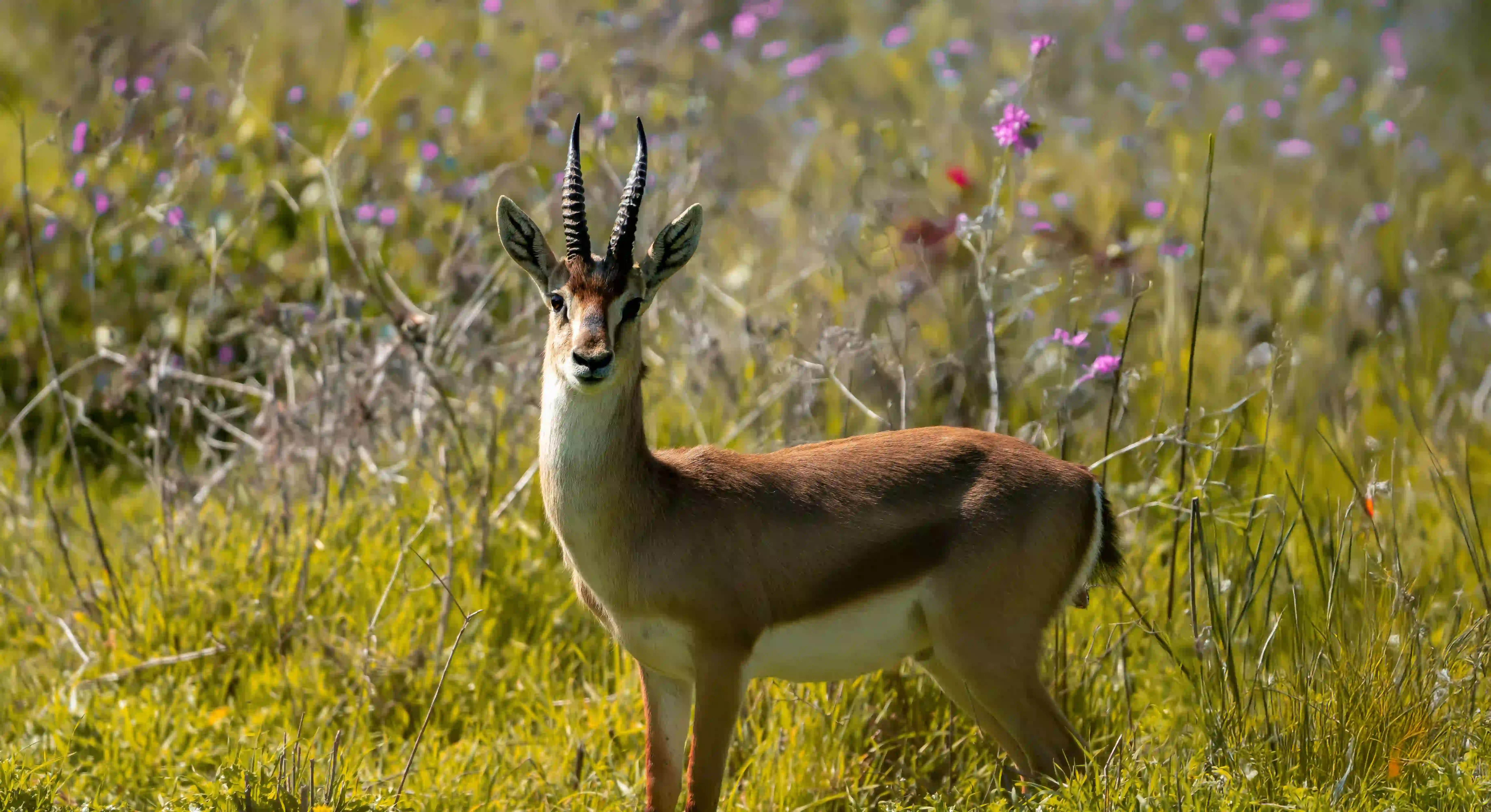 The Conservationist